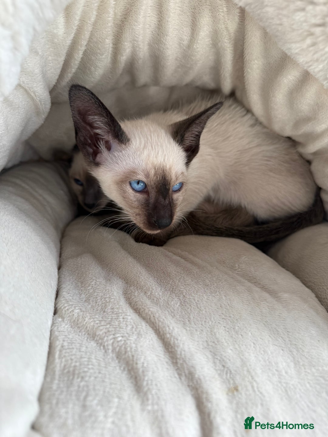 Siamese cats for sale: Siamese kittens - girls  - Image 16