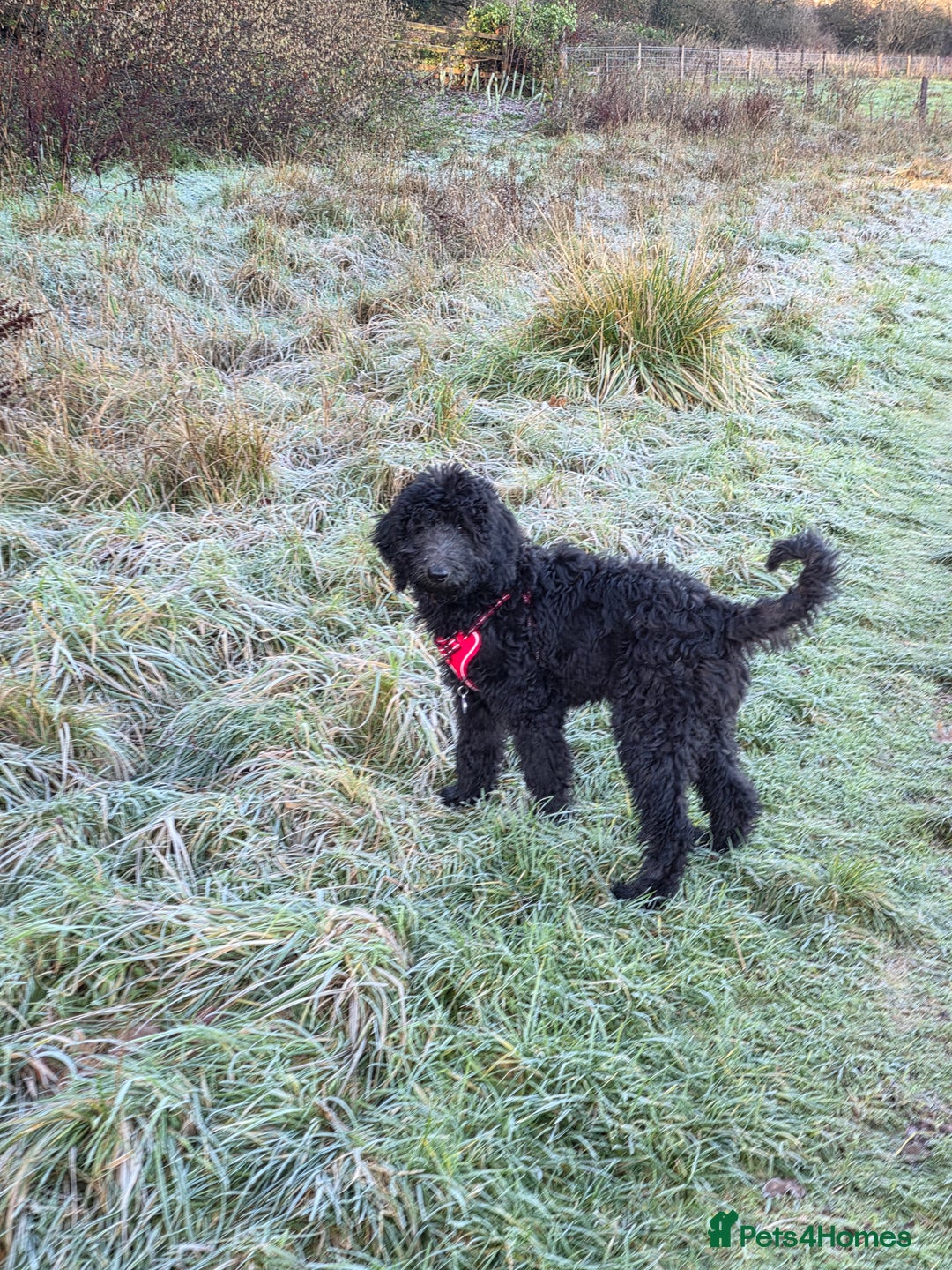 Labradoodle dogs for sale: Female labradoodle  - Advert 2