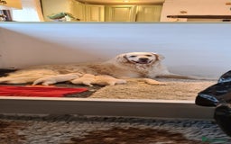 Golden Retriever dogs for sale: White Retriever Puppies Ready Aug 18th - Image 2