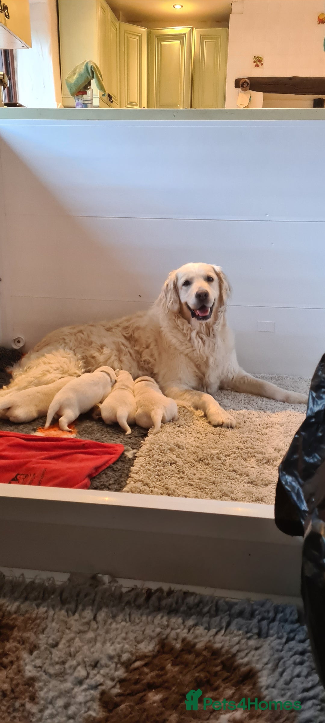 Golden Retriever dogs for sale: White Retriever Puppies Ready Aug 18th - Image 2