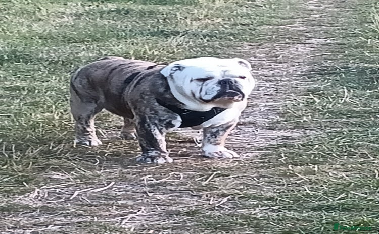 English Bulldog dogs in Brighouse - Advert 3