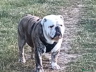 English Bulldog dogs in Brighouse - Advert 12