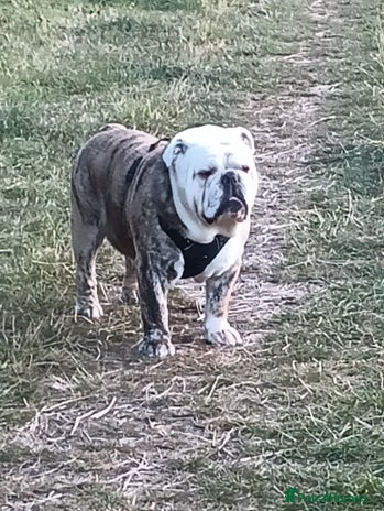 English Bulldog dogs in Brighouse - Advert 1