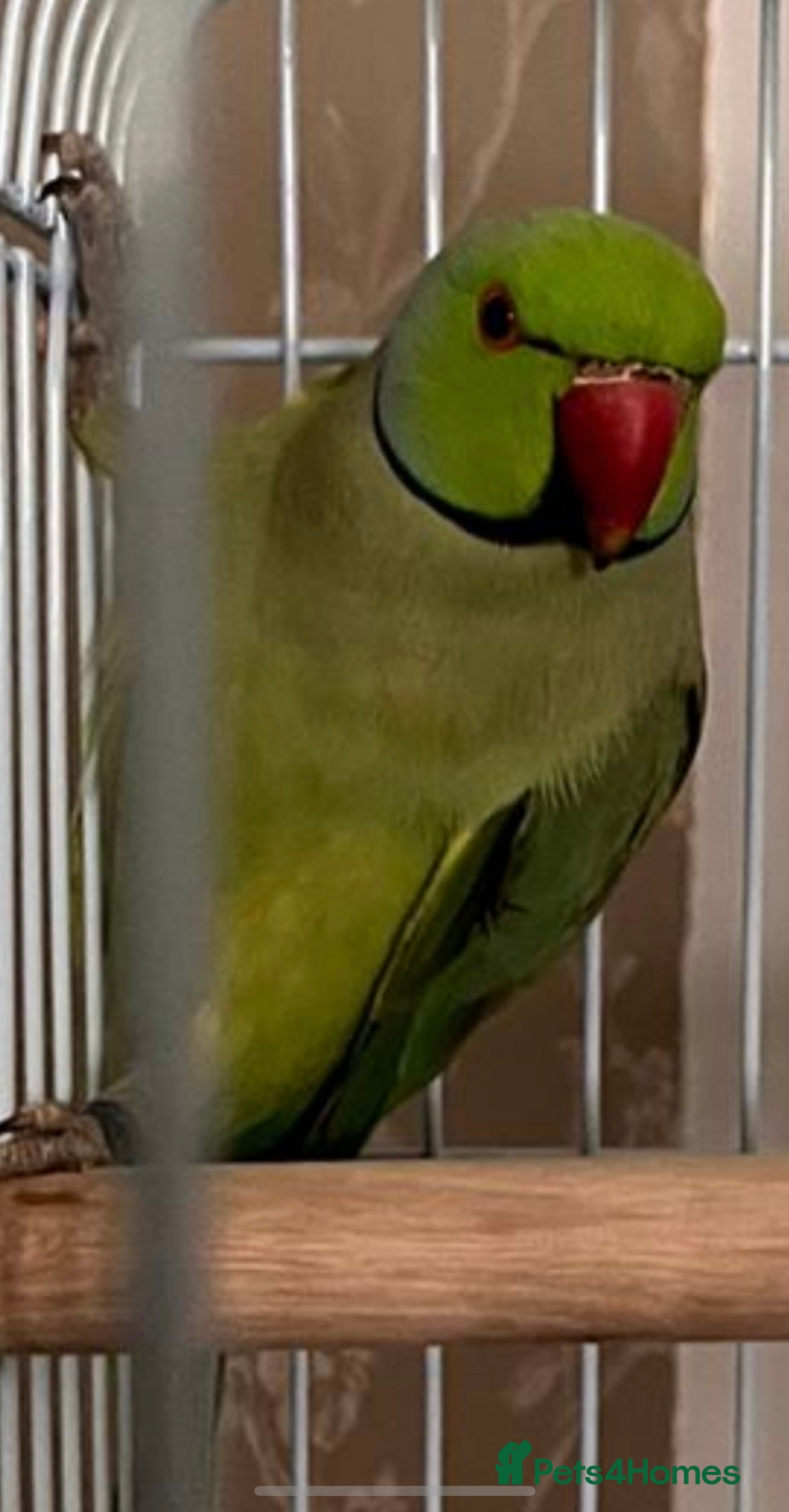 Parakeets birds Beautiful Male Green Indian Ringneck, cage/toys - Advert 18