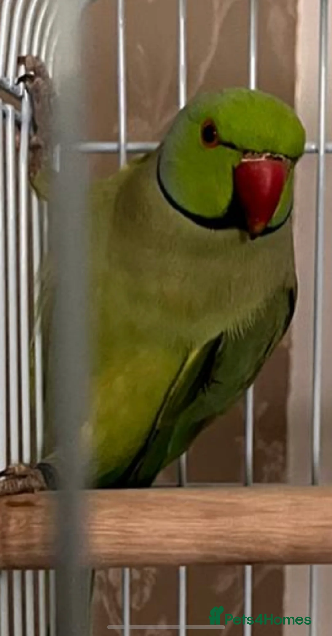 Parakeets birds for sale: Beautiful Male Green Indian Ringneck, cage/toys - Advert 2
