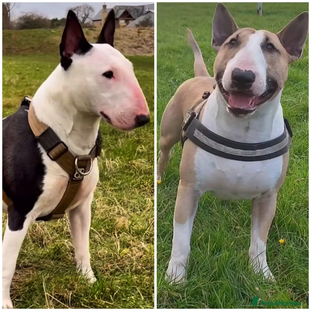 English Bull Terrier dogs for sale: Beautiful Tia - Advert 4