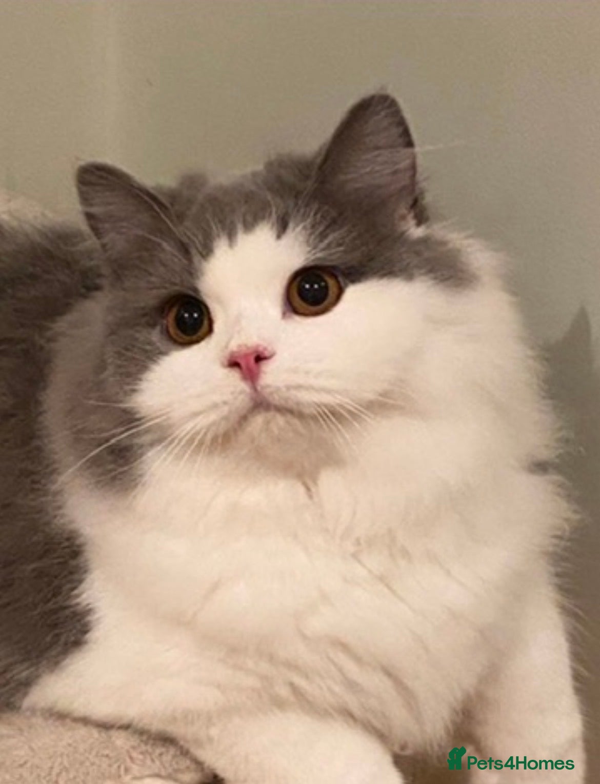 British Longhair cats Beautiful British Longhair - Advert 1