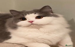 British Longhair cats for sale: Beautiful British Longhair - Advert 1