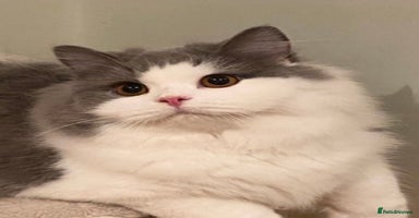 British Longhair cats Beautiful British Longhair - Advert 9