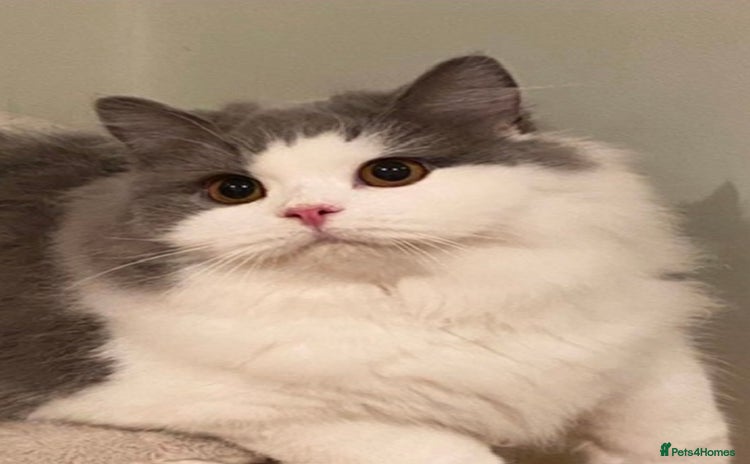 British Longhair cats Beautiful British Longhair - Advert 1