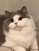 British Longhair cats Beautiful British Longhair - Advert 9