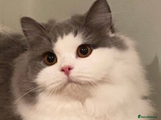 British Longhair cats for sale: Beautiful British Longhair - Advert 2