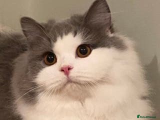 British Longhair cats Beautiful British Longhair - Advert 12