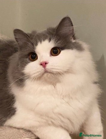 British Longhair cats Beautiful British Longhair - Advert 1