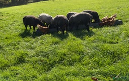 Sheep livestock for sale: Blue texel ram lambs  - Image 1