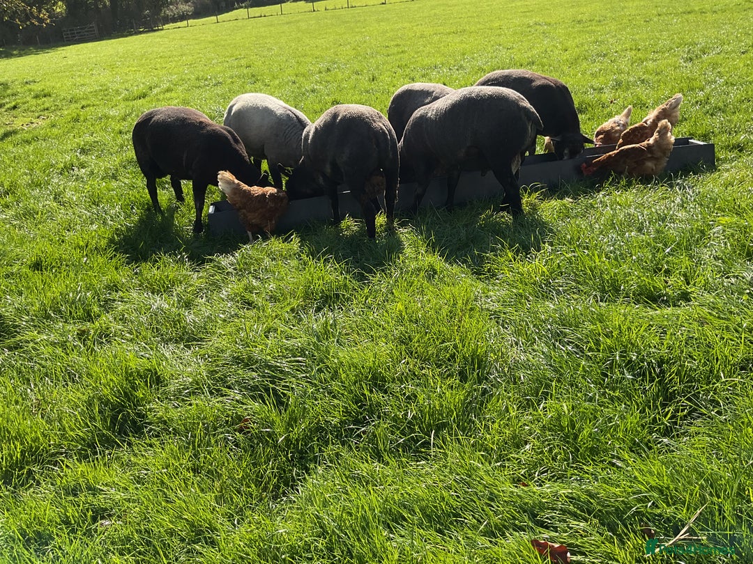 Sheep livestock for sale: Blue texel ram lambs  - Image 1