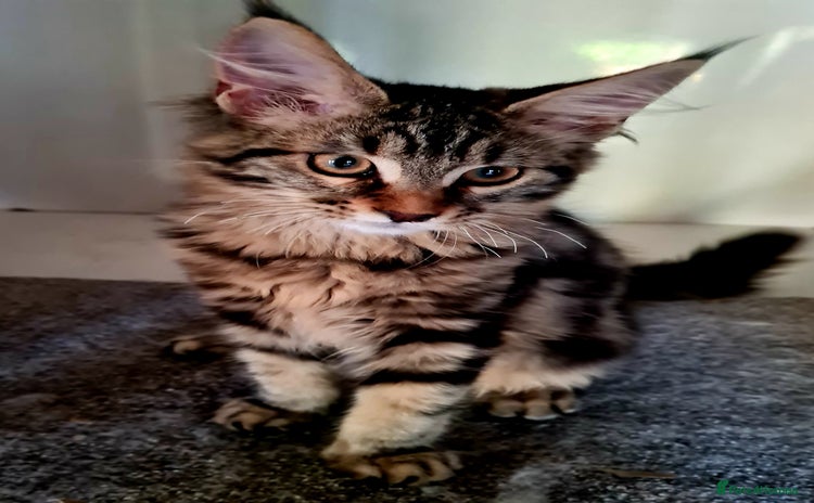Maine Coon cats - Advert 14