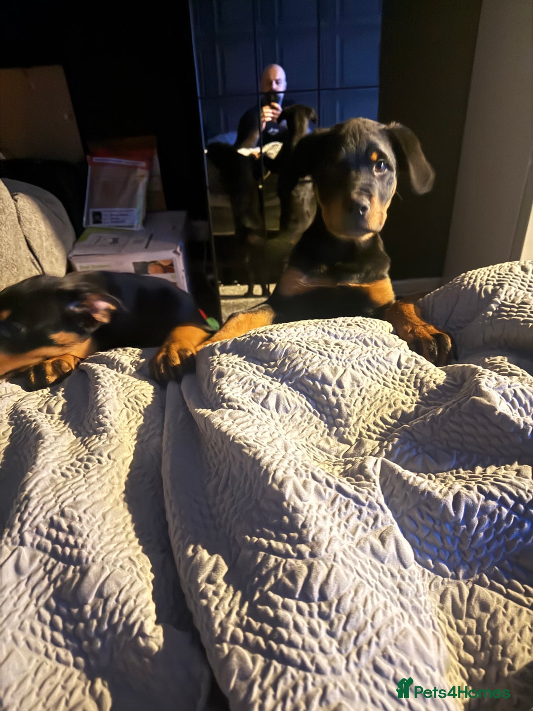 Rottweiler dogs for sale: Beautiful 3/4 Rottweiler 1/4 sharpei boy for sale  - Advert 3
