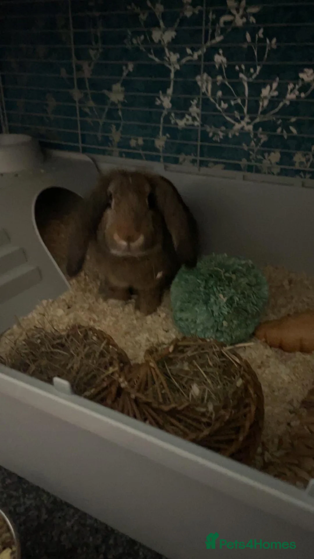 Mini Lop rabbits for sale: Beautiful buck needing loving home  - Advert 1