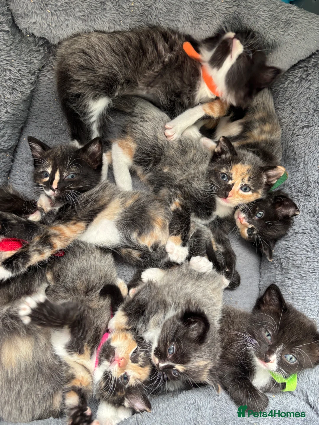 Ragdoll cats for sale: Ragdoll x dsh kittens - Advert 2