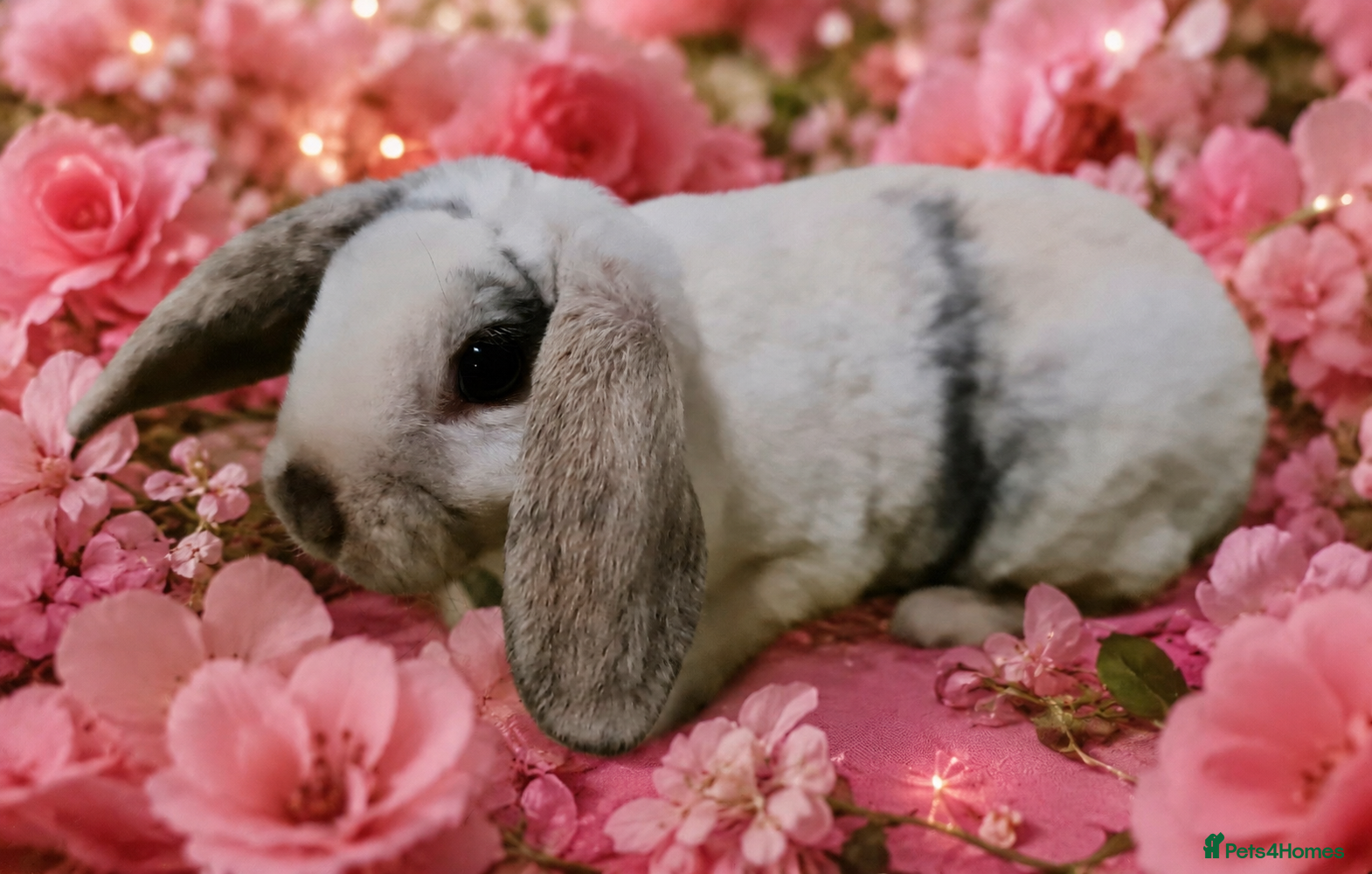 Mini Lop rabbits Mini lop plush x mini rex. 3 doe kits - Advert 6