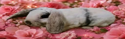 Mini Lop rabbits for sale: Mini lop plush x mini rex. 3 doe kits - Advert 1