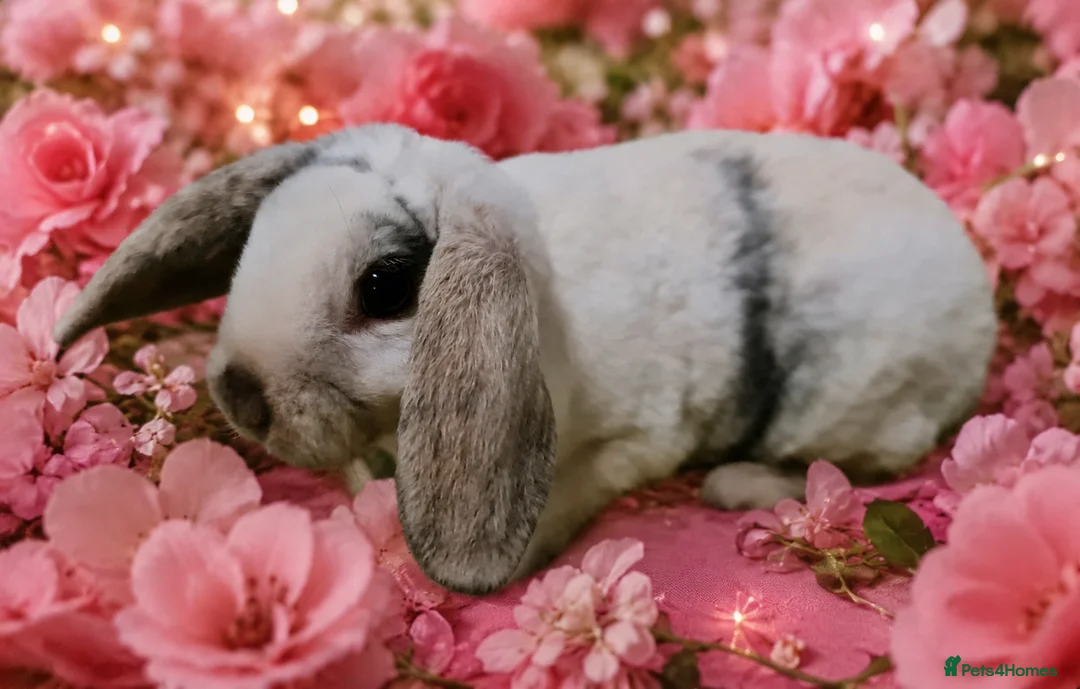 Mini Lop rabbits for sale: Mini lop plush x mini rex. 3 doe kits - Advert 1