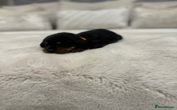 Dachshund dogs for sale: dachshund pups dapple and black & tan - Advert 6