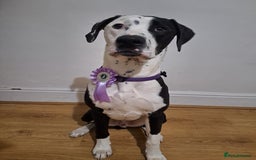 Mixed Breed dogs for sale: Looking for a new family - Image 2