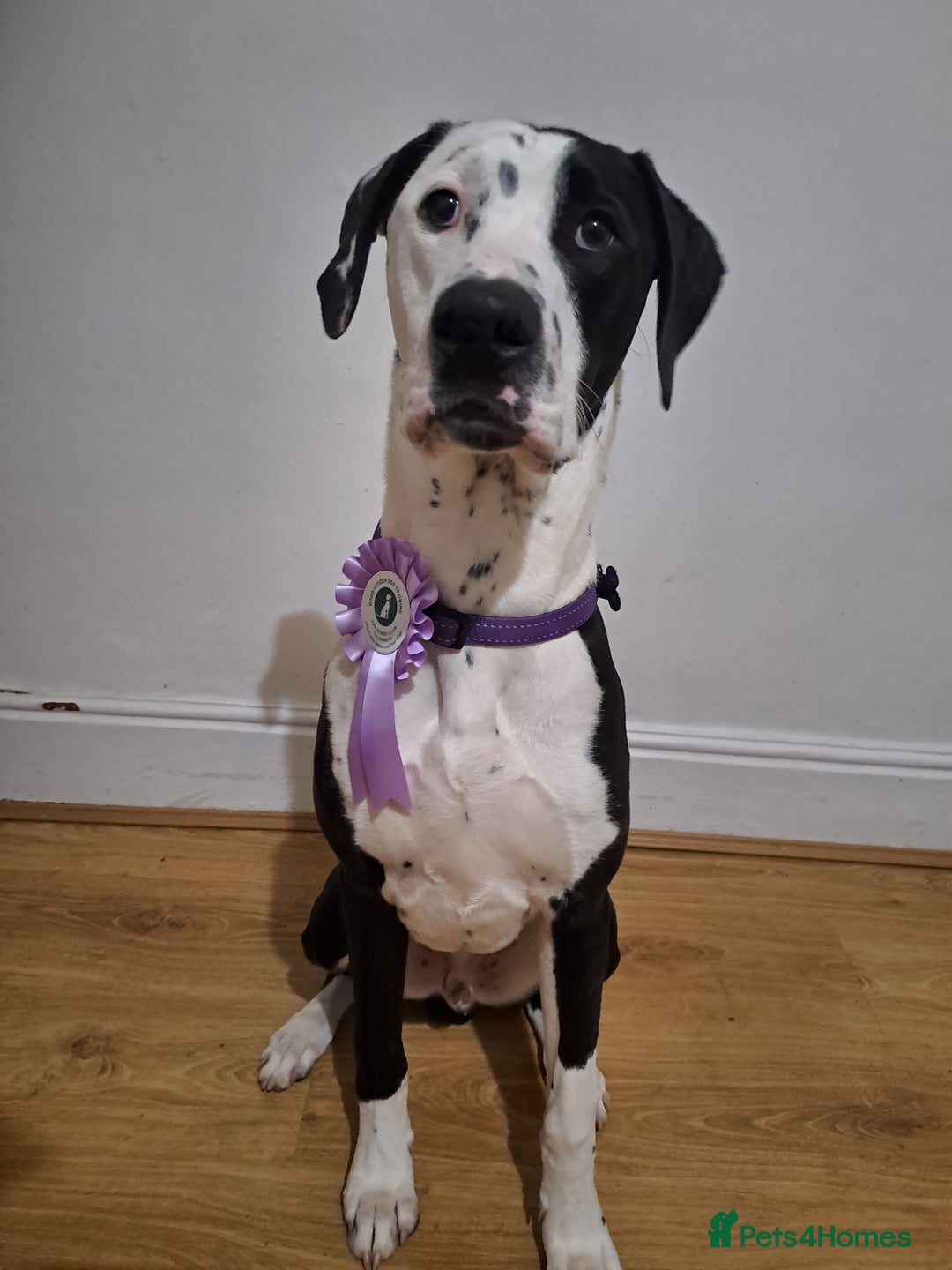Mixed Breed dogs for sale: Looking for a new family - Image 2