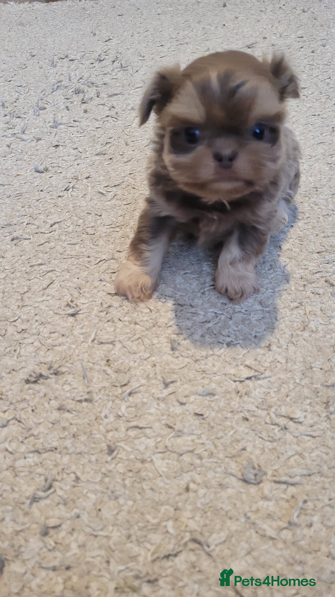 Shih Tzu dogs for sale: Three stunning KC Lavender/dobie Imperial ShihTzu - Advert 9