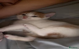 Mixed Breed cats for sale: Kittens for sale  - Image 6