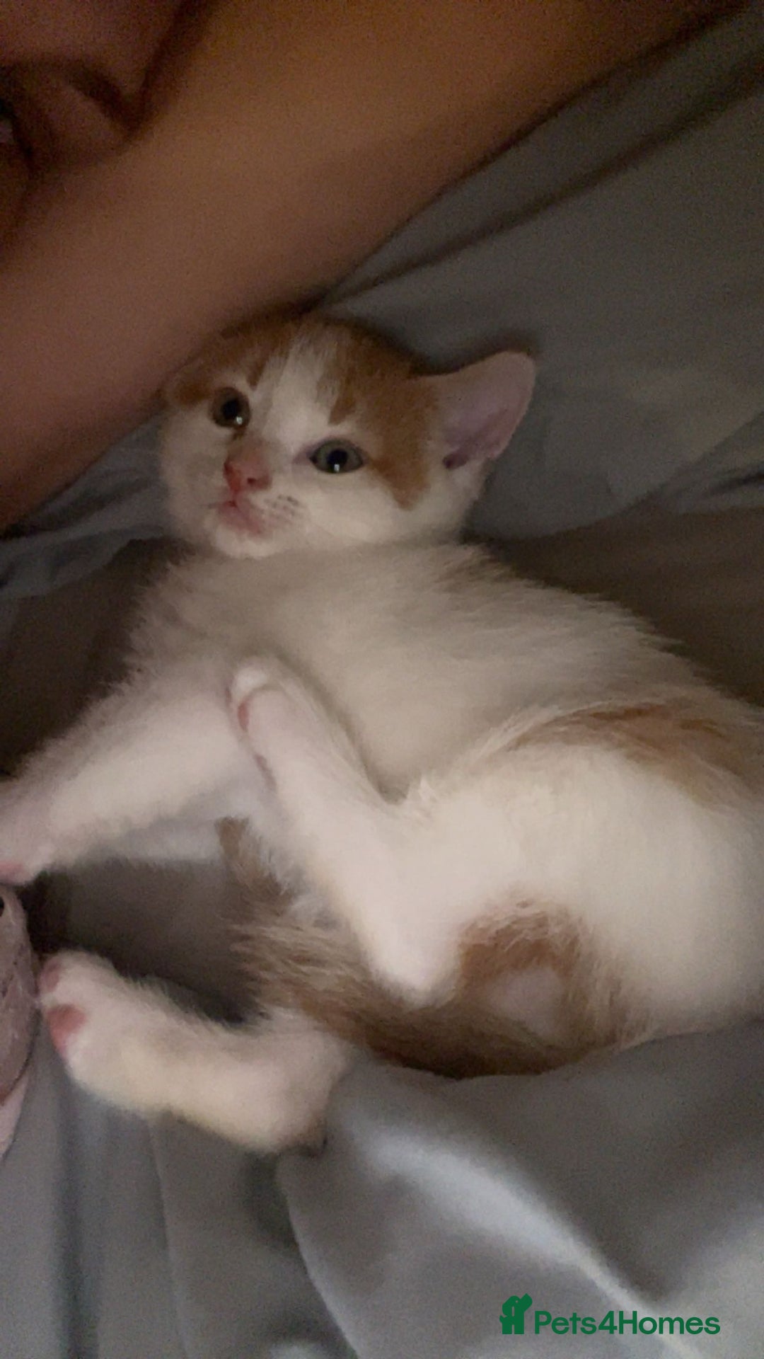Mixed Breed cats for sale: Kittens for sale  - Image 6