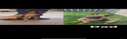 Belgian Shepherd Dog dogs for sale: Belgian Malinois Pups Ready 2nd October - Advert 19
