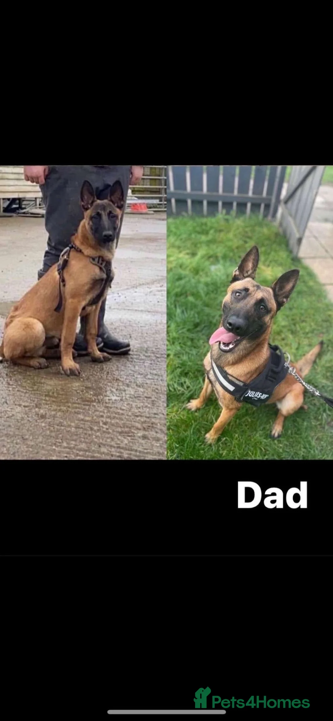 Belgian Shepherd Dog dogs for sale: Belgian Malinois Pups Ready 2nd October - Advert 19