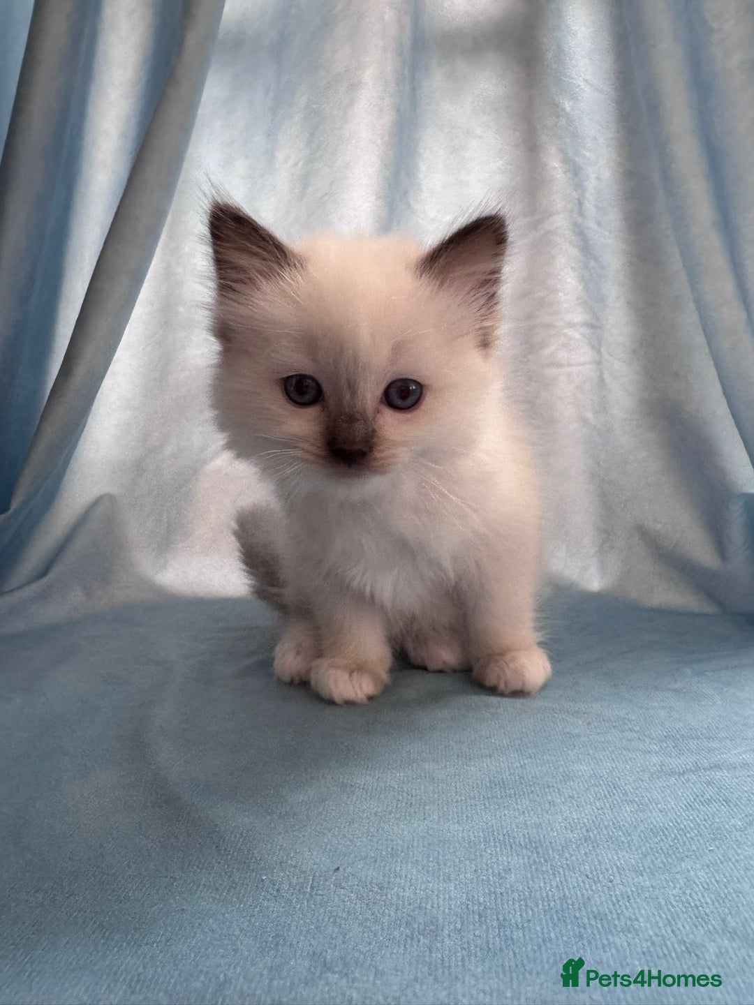 Ragdoll cats for sale: Loving Ragdoll Kittens  - Image 8