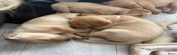 Labrador Retriever dogs for sale: 6 Labradors puppies - Advert 4