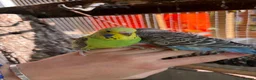 Budgerigars birds for sale: Budgies  in Worksop - Advert 5