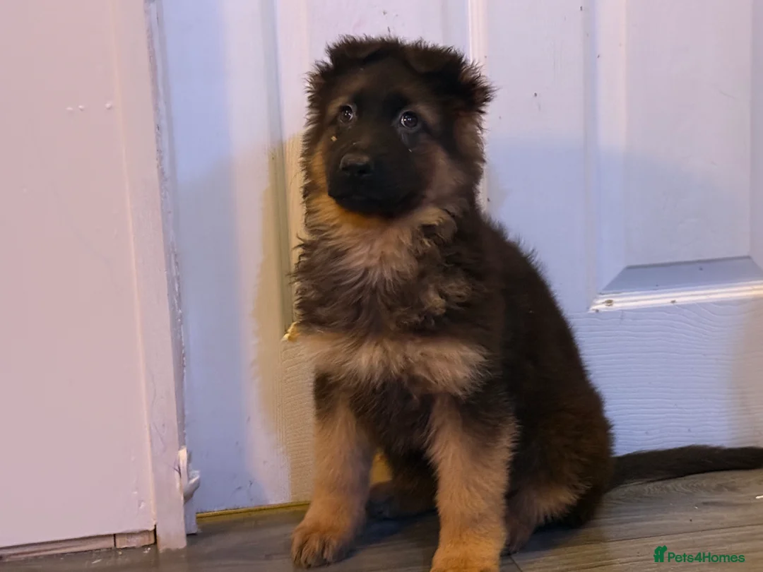 German Shepherd dogs for sale: Kc Registered Long Haired German Shepherd Puppies - Advert 27