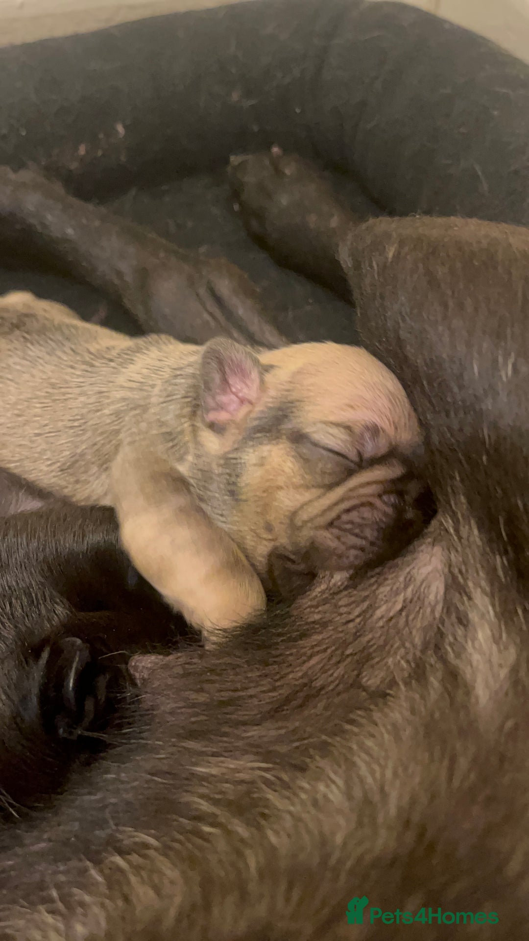 French Bulldog dogs for sale: Beautiful frenchies for sale  - Image 2