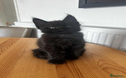 Maine Coon cats for sale: Maine coon - Image 4