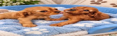Cavalier King Charles Spaniel 5