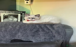 Ragdoll cats for sale: Ragdoll female - Image 6