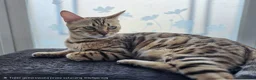 Bengal cats for sale: 😺5 Exceptional Bengal Kittens 😸 male - Advert 8