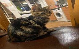 Domestic Shorthair cats for sale: Gorgeous tabby kitten  - Image 5