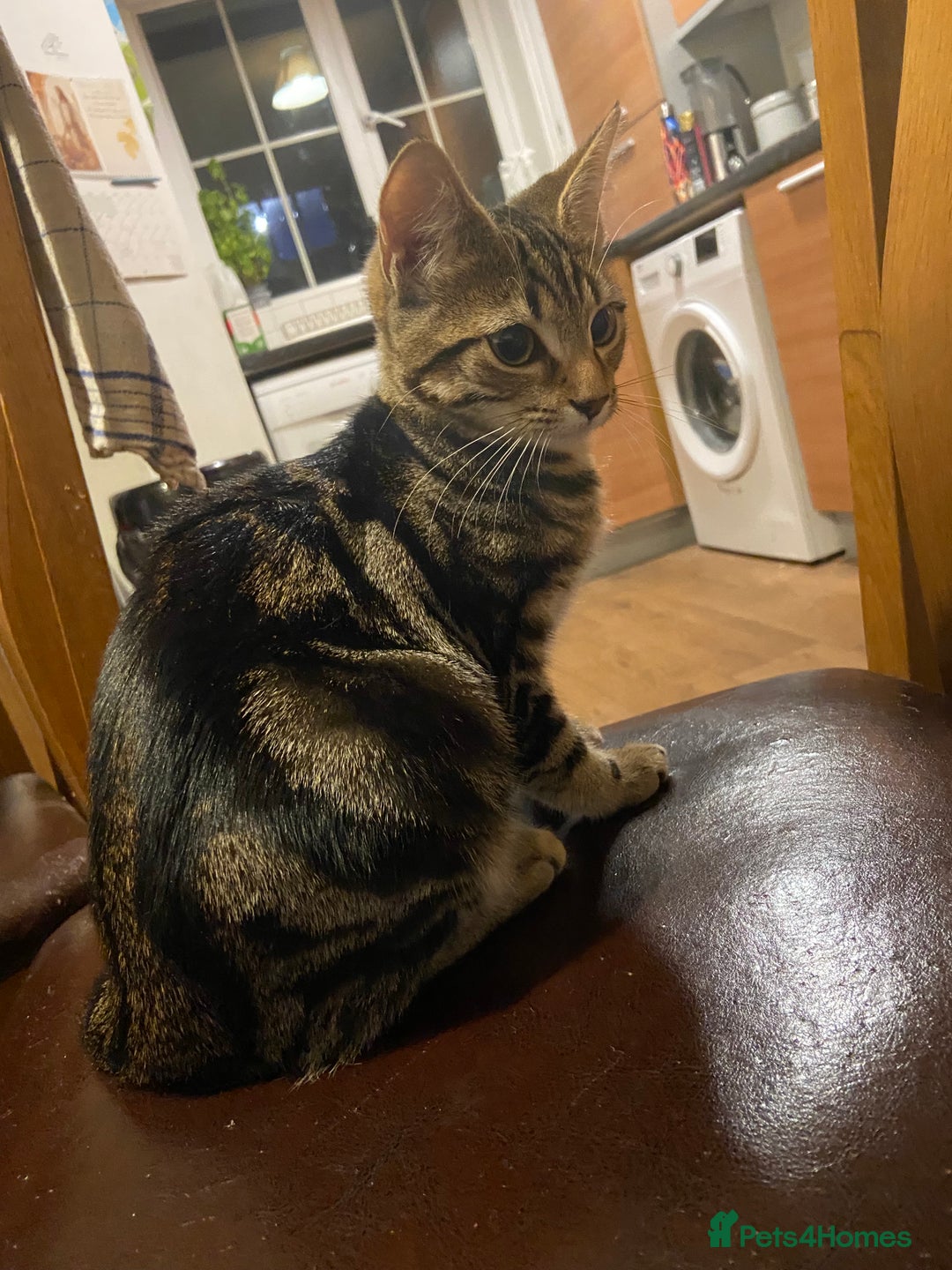 Domestic Shorthair cats for sale: Gorgeous tabby kitten  - Image 5