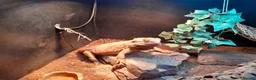 Bearded Dragon reptiles for sale: Friendly Adult Bearded Dragon with Vivarium - Advert 5