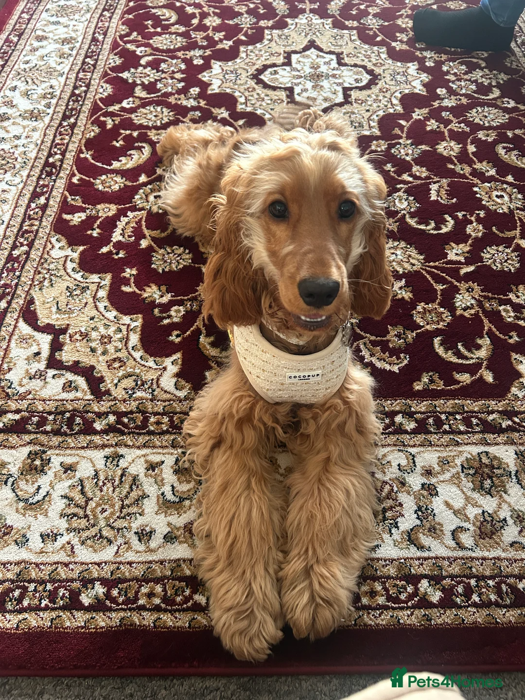 Cocker Spaniel dogs for sale: 🩷 6 Month Show Type Cocker Spaniel 🩷 - Advert 12