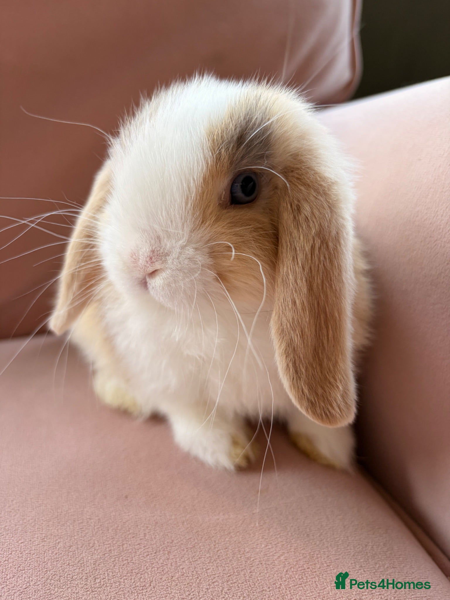 Mini Lop rabbits Pure mini lop bunnies reared indoors  - Advert 1