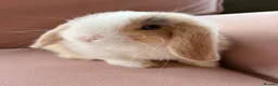 Mini Lop rabbits for sale: Pure mini lop bunnies reared indoors  - Advert 12